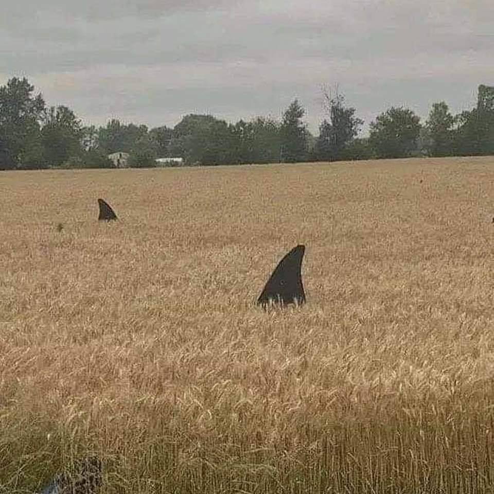 ComplotsFaciles's tweet photo. Les requins sont de retour dans les champs, la nature reprend ses droits ! #NousSommesLeProbleme #ConfinementJour52 https://t.co/Xu5oS27Yoi