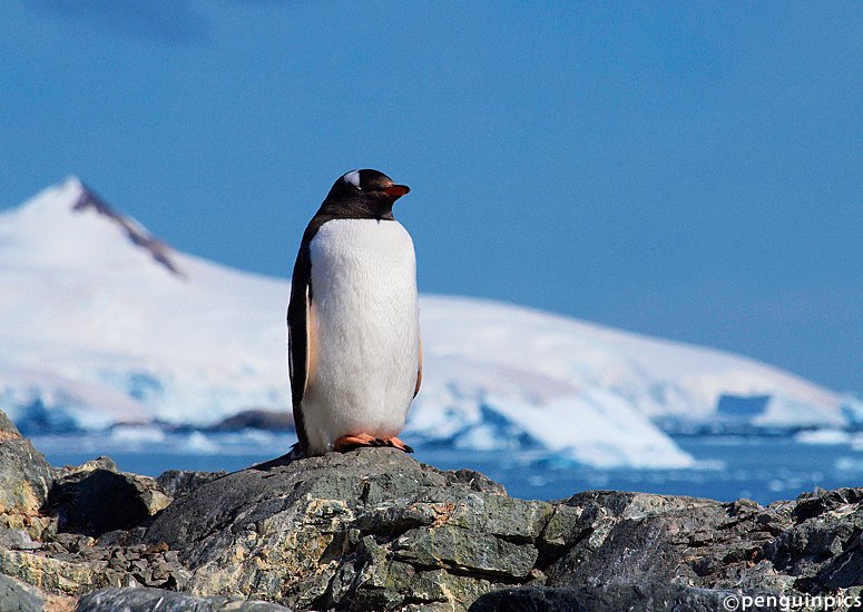 penguinpics's tweet photo. TODAY'S PENGUIN PIC: Almirante Brown #Antarctica https://t.co/ZCXhyroIOE