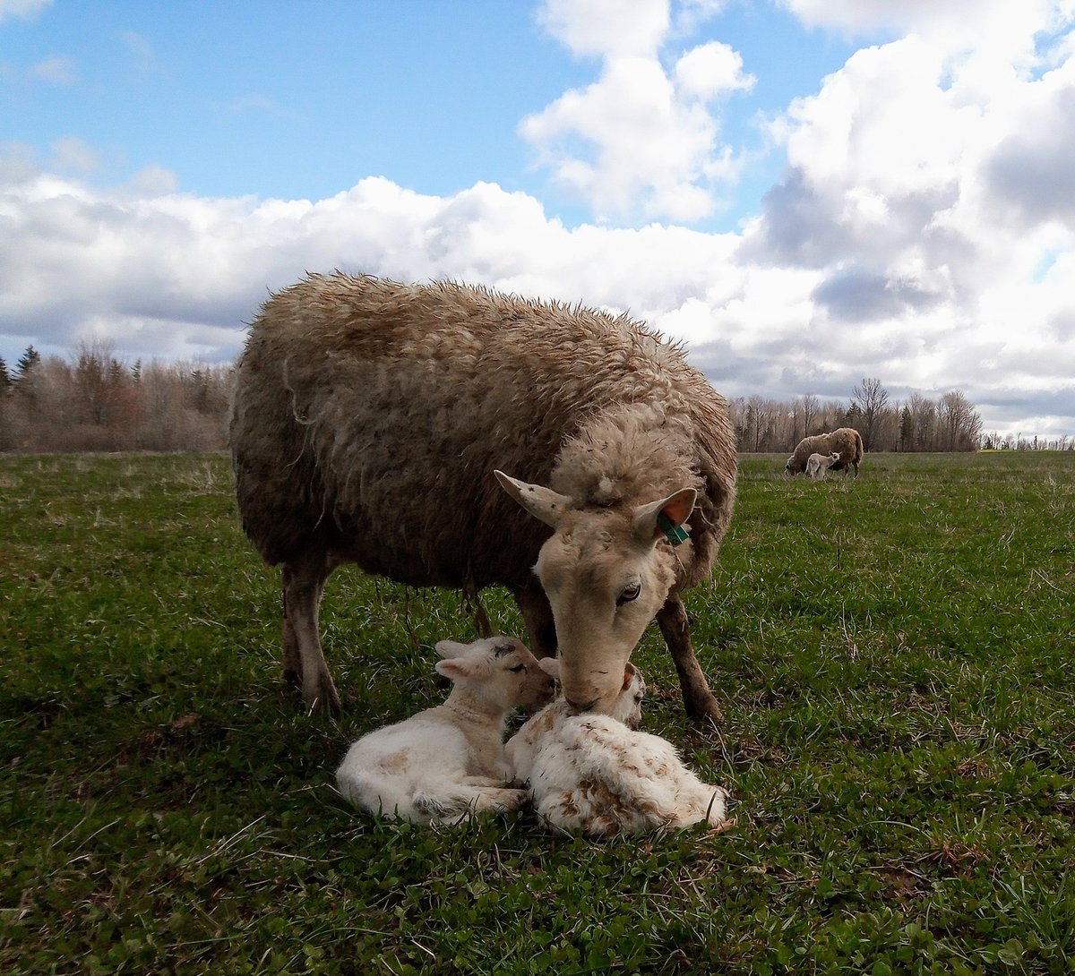 Nova Scotia Shepherd tweet media