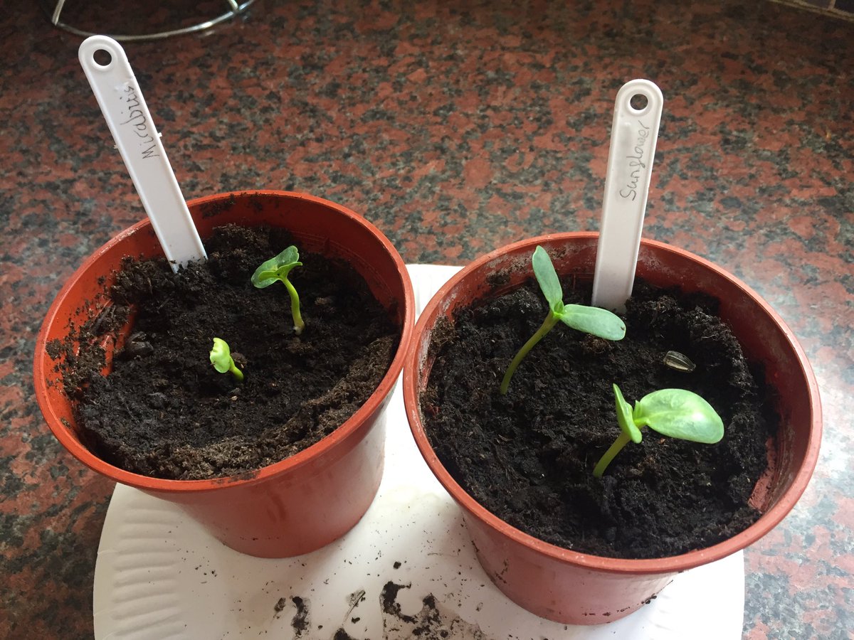 mariaborot79's tweet photo. Patrick’s plants he brought home from @MapleCrossJMI are doing really well.🍃🥳 https://t.co/d40yR05GBd