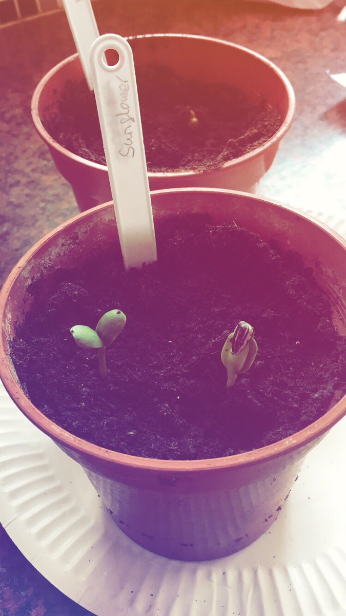 mariaborot79's tweet photo. Patrick’s plants he brought home from @MapleCrossJMI are doing really well.🍃🥳 https://t.co/d40yR05GBd