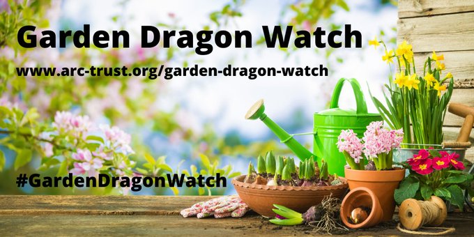 GARDEN DRAGON WATCH IS NOW LIVE! 🐍🦎🐸

How many of you are lucky enough to see frogs, toads, lizards or snakes in your gardens? 

Our friends at @ARC_Bytes need your help with their new survey! 
arc-trust.org/News/garden-dr…

#GardenDragonWatch #Dragonsinyourgarden #GetInvolved