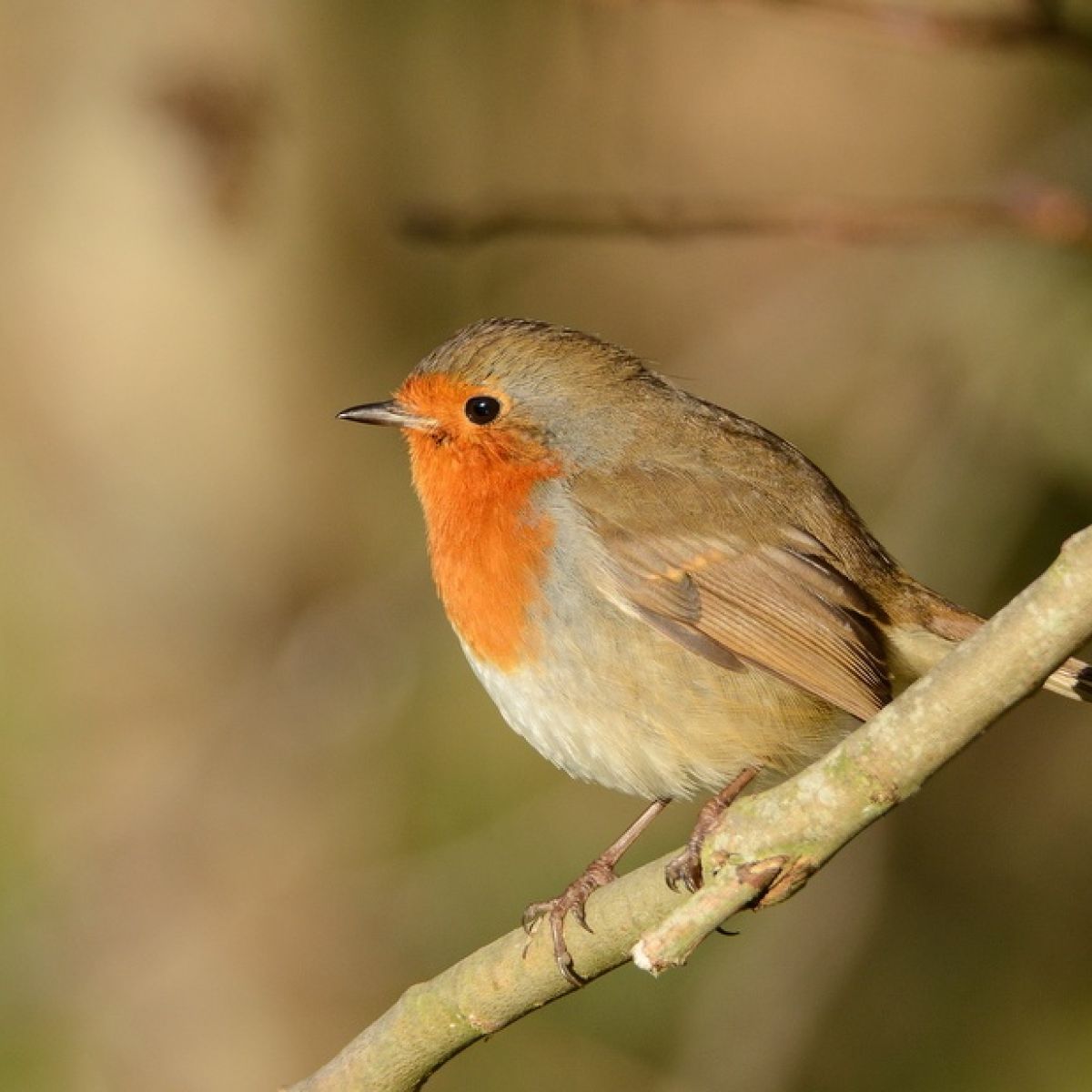 One of the many enjoyable parts of an outdoor adventure in Ireland are our birds. check out our latest blog
irelandwalkhikebike.com/birds-of-irela… #hikingadventures #hiking #Ireland #adventuretravel