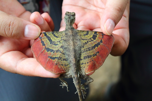 Weird_AnimaIs's tweet photo. Gliding lizards are real-life dragons! They have modified ribs that extend into a wing membrane!

(Photos: Yingyod Lapwong) https://t.co/lLiu76yCUl
