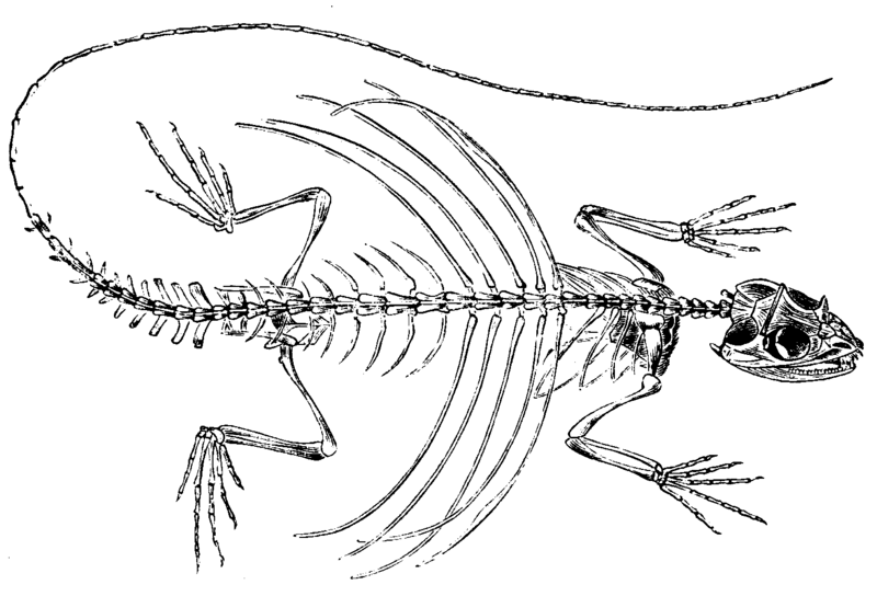 Weird_AnimaIs's tweet photo. Gliding lizards are real-life dragons! They have modified ribs that extend into a wing membrane!

(Photos: Yingyod Lapwong) https://t.co/lLiu76yCUl