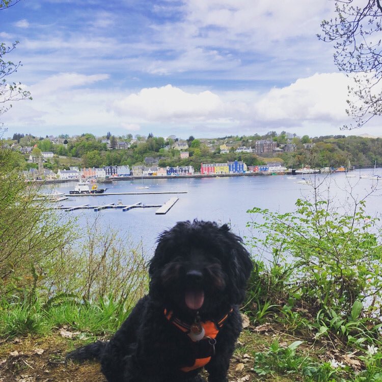 Lockdown has given us the chance to explore some of the walks that are right on our doorstep. This is Sanna enjoining her walk overlooking Tobermory. 
We have 2 dog friendly rooms in the hotel and welcome them into the bar area.🚶‍♀️🐾 #thetobermoryhotel #tobermoryhotel #tobermory