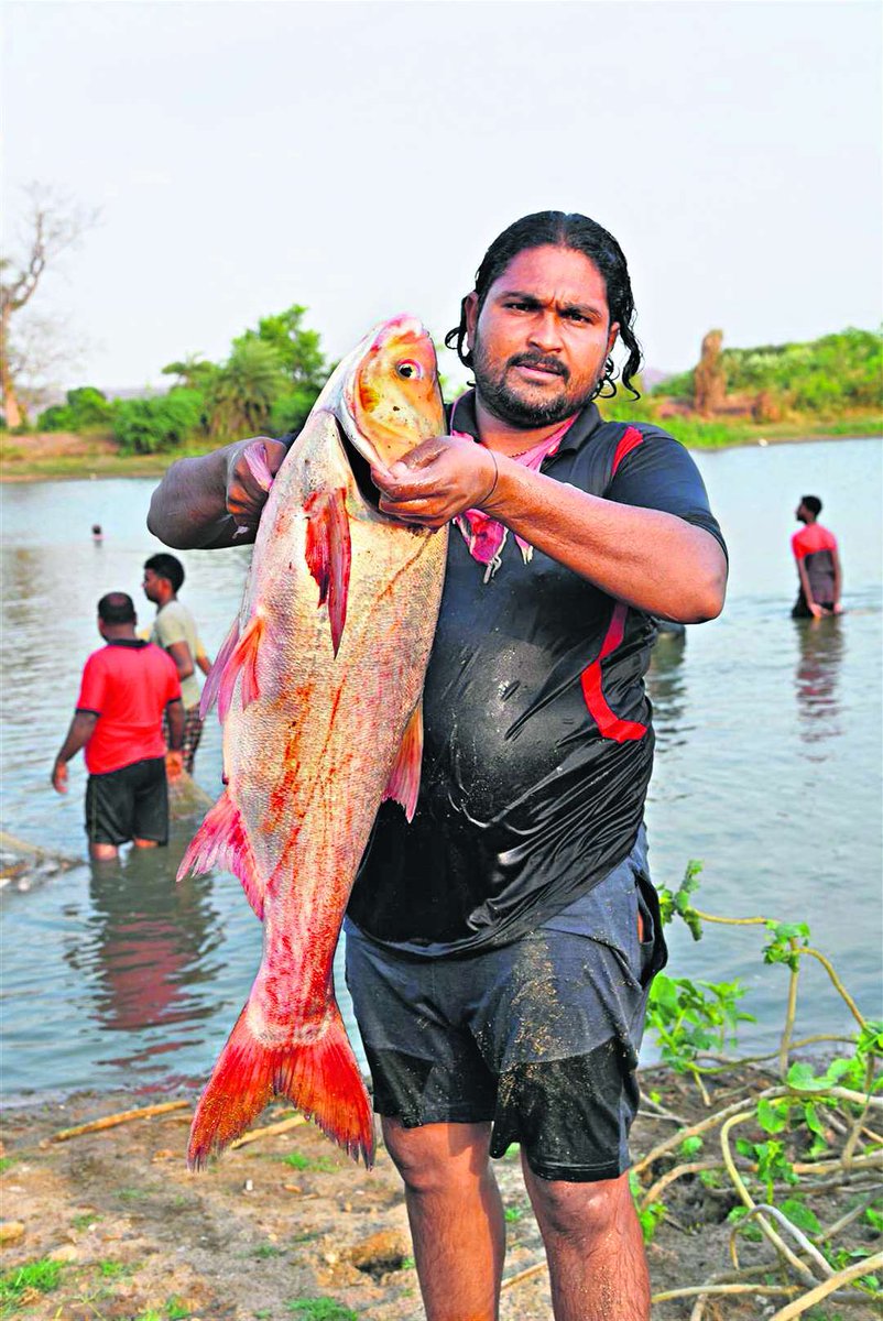 TSwithKCR's tweet image. నాడు ఎండాకాలం వచ్చిందంటే తాగునీరు లేక అలమటించిన తెలంగాణ గొంతులు.. 
నేడు త్రాగు, సాగు నీరుతో పాటు ఉదృతంగా ప్రవహిస్తున్న వాగులు, చెరువుల్లో చేపల ఉత్పత్తి సాగుతుంది
మంచిర్యాల జిల్లా, క్యాతన్ పల్లిలో జాలలు వేసి చేపలు పడుతున్న గంగపుత్రులు

అపరభగీరథుడు మన కేసీఆర్ సార్ 👏