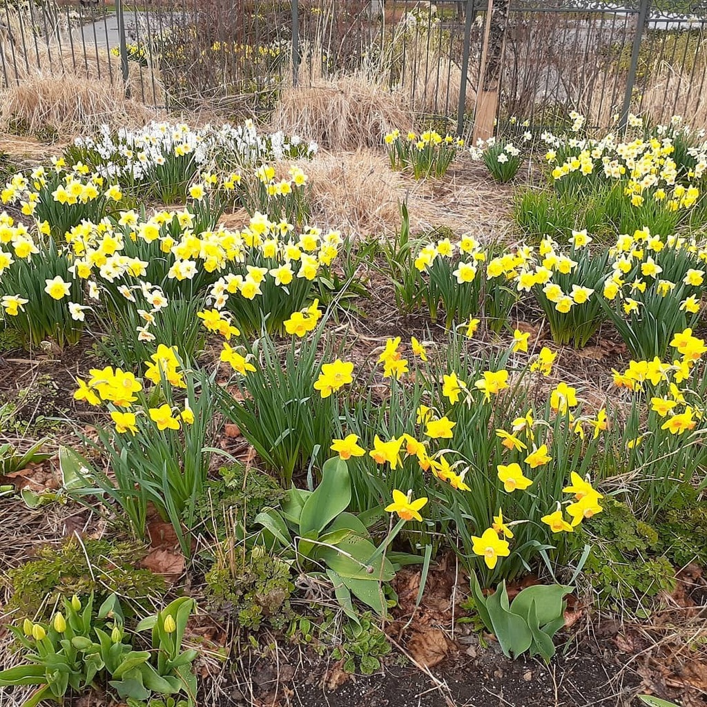 gardenmuses's tweet photo. Cheerful daffodils at Toronto's Allan Gardens. #narcissusflower #daffodil #daffodils #水仙
#narcissus #Torontogardens  #gardenmuses #torontogardeningblog #gardeningblog #flower  #flowerstagram  #水仙の花 #allangardensconservatory #allangardens #springf… https://t.co/HzFu2LW3JG https://t.co/tDIWbDgLMw