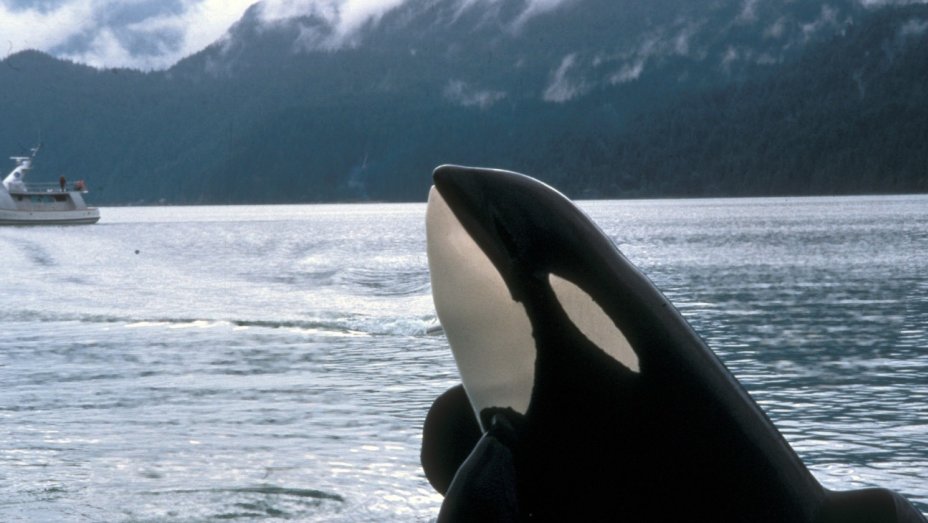 miguelbisbal's tweet photo. ¿Quién es más Celebrity?

🔃Willy la orca
❤️Willy Bárcenas https://t.co/Wwh1OhqbNQ