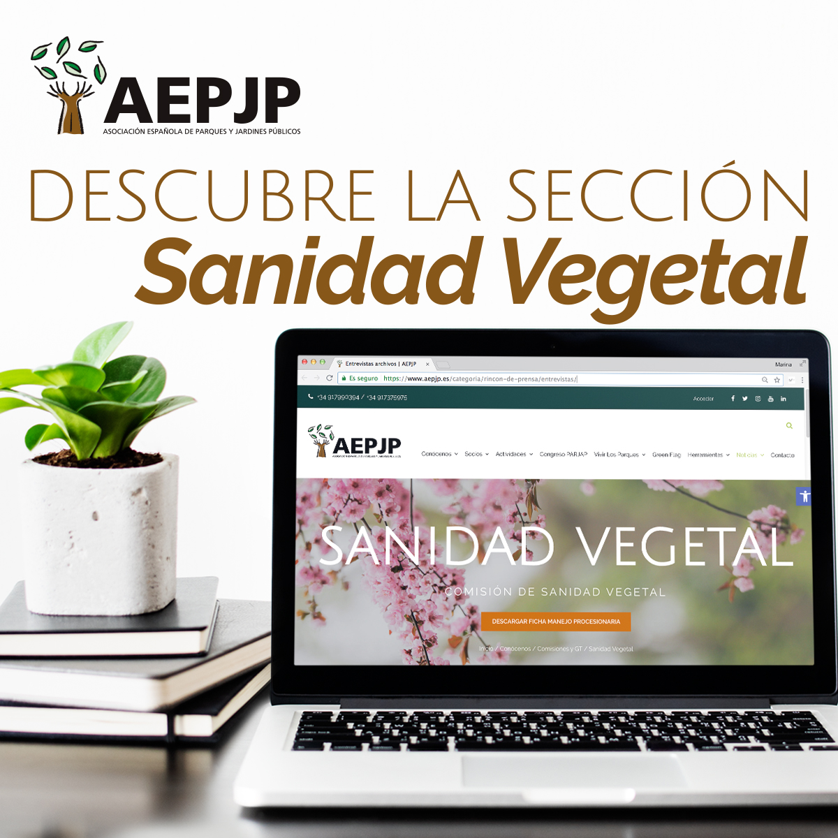 AEPJP's tweet photo. ¿Conocéis nuestra sección de #SanidadVegetal? Es una de las ramas más importantes de la Asociación. Su función es la de desarrollar acciones en favor de la higiene vegetal, al igual que asegurar un uso sostenible de fitosanitarios en las ciudades.

👉  https://t.co/e06yLQmtiv https://t.co/PVkHNluM7A