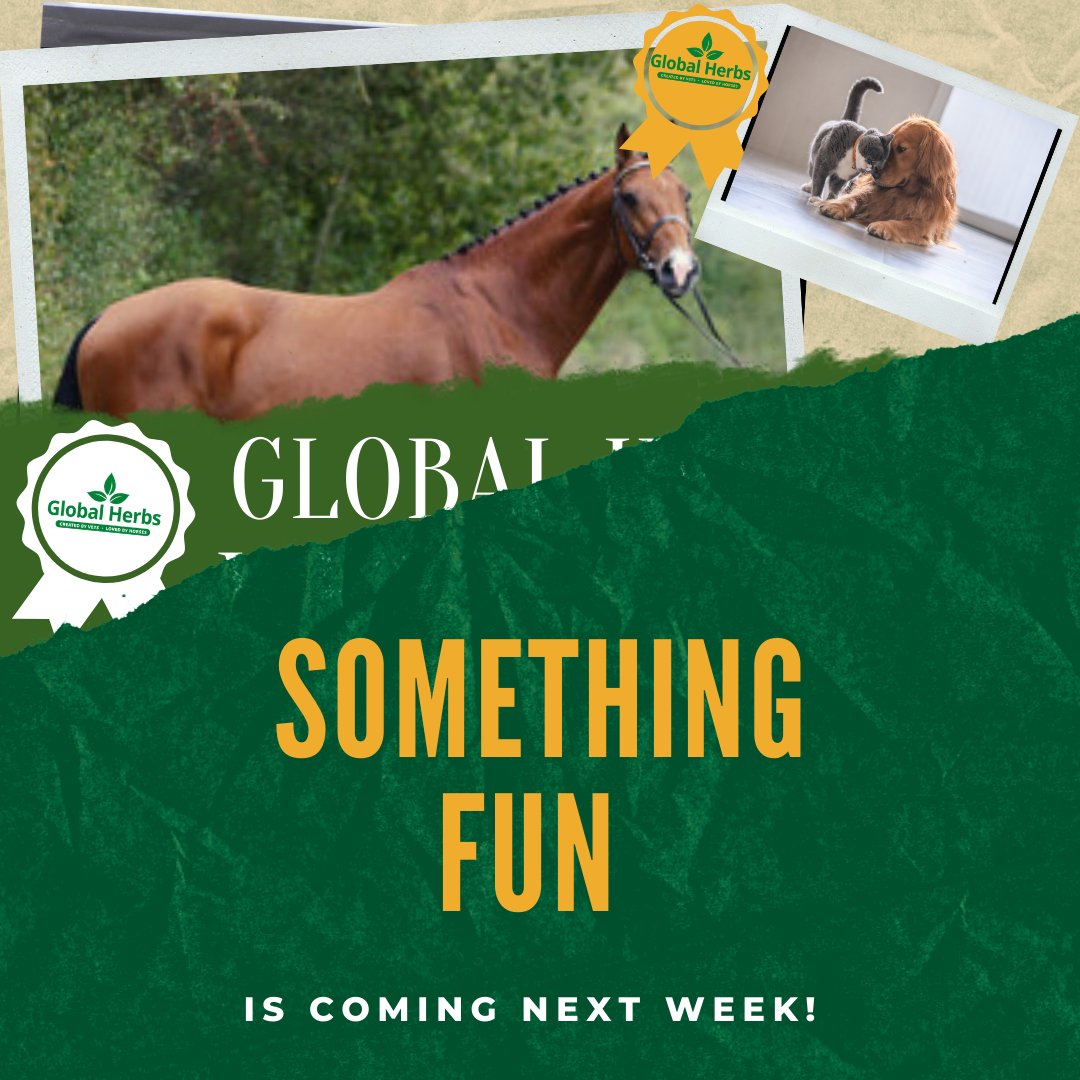 A Chance to WIN rosettes and prizes! 🏆 

Keep your eyes peeled for the announcement! 👀 

#Globalherbs #win #prizes #fun #getinvolved