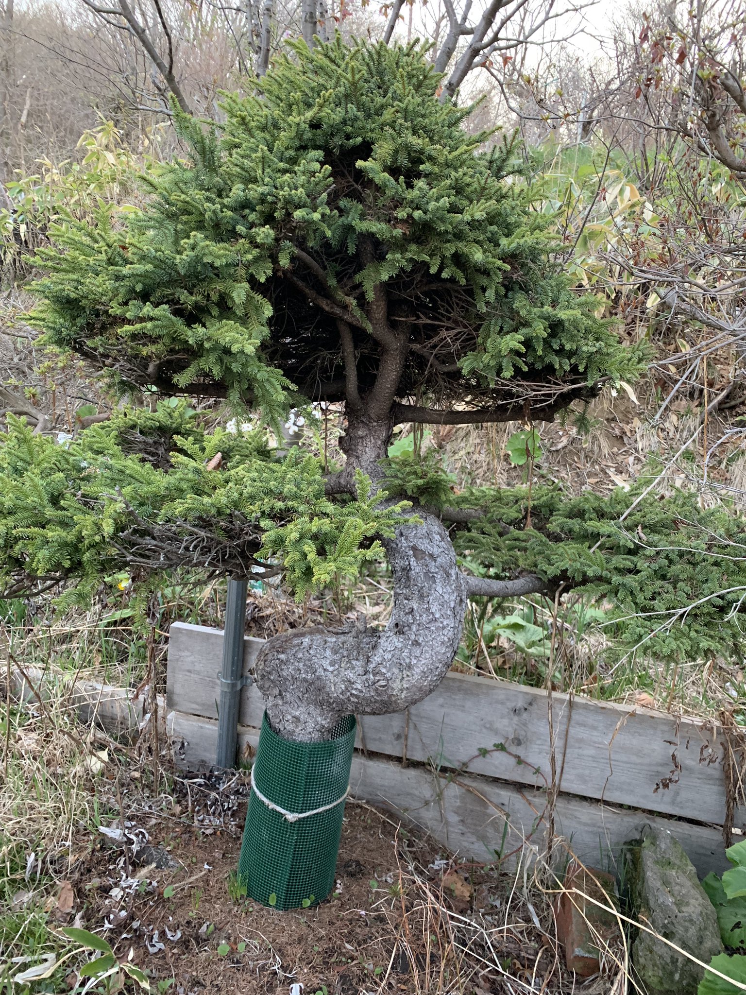 楽しい盆栽日記 1枚目のエゾマツの挿し木をしました エゾマツの挿し木は初めてなのでどうなるか楽しみです 3枚目はいろんなのが混じってますがエゾマツの白芽八房の挿し木です 挿し木 エゾマツ 蝦夷松 白芽八房 T Co Rjfzkwzv56 Twitter