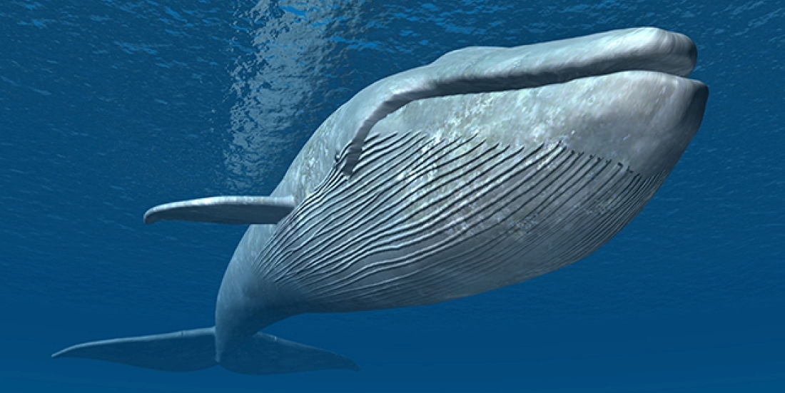 Knowledge8Truth's tweet photo. Indeed, in the previous premonitory dream, I was on the plane and I felt the plane spinning 360 degrees before crashing into the sea.
I survived the crash wrecked at sea and then a whale suddenly appeared and swallowed me ... https://t.co/PhXucjeSpl