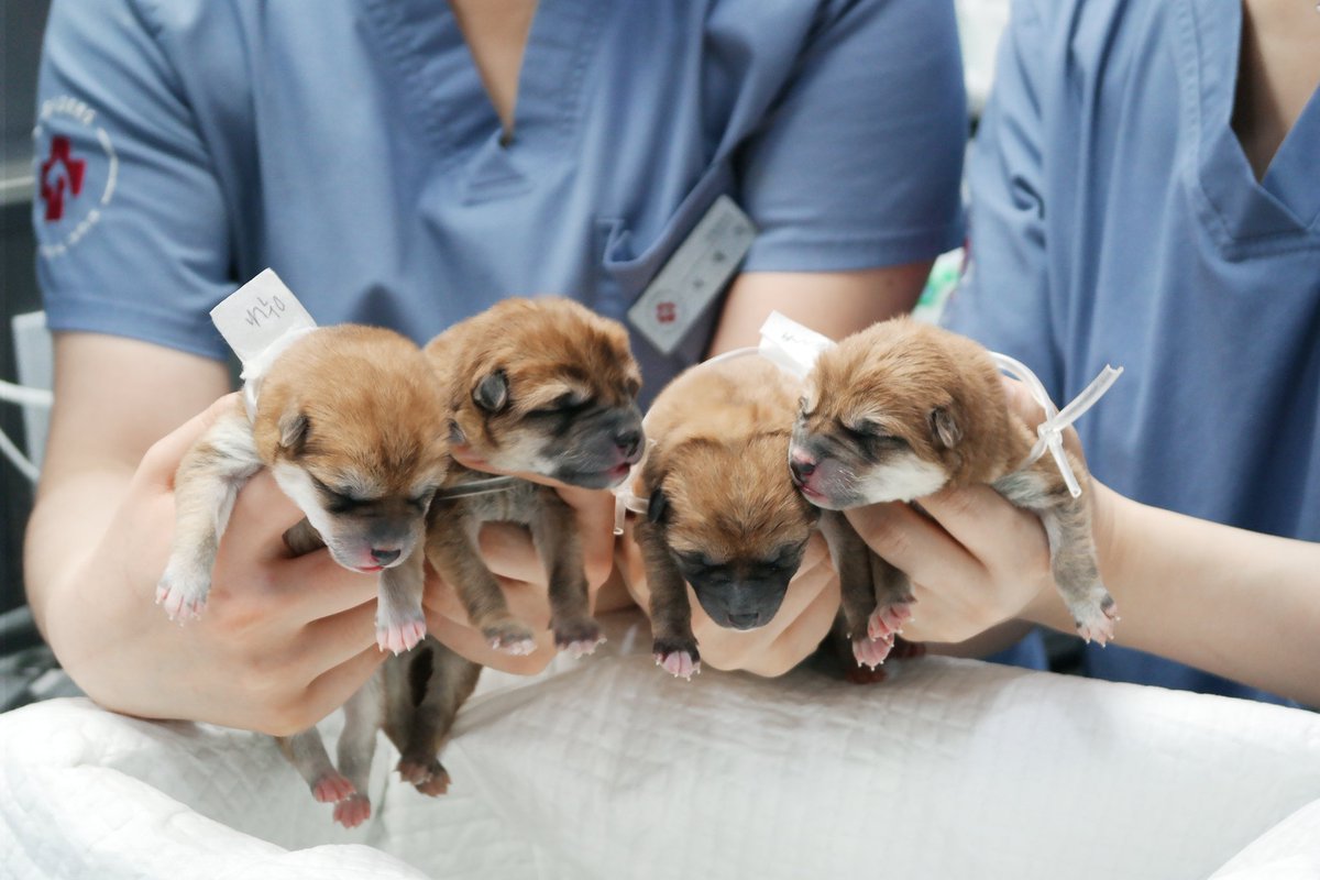저희 병원에서 태어난 시바견 아가들로 트친비를 대신합니다🤭