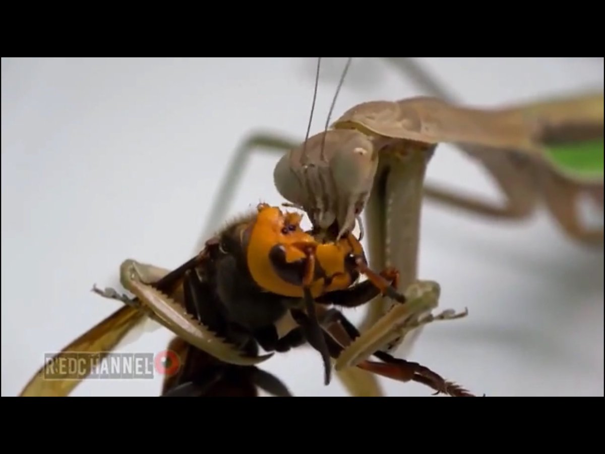 история убийцы богомол. малазийский богомол-щитоносец. отряд богомоловые. история убийцы богомол. инсектоиды богомолы.