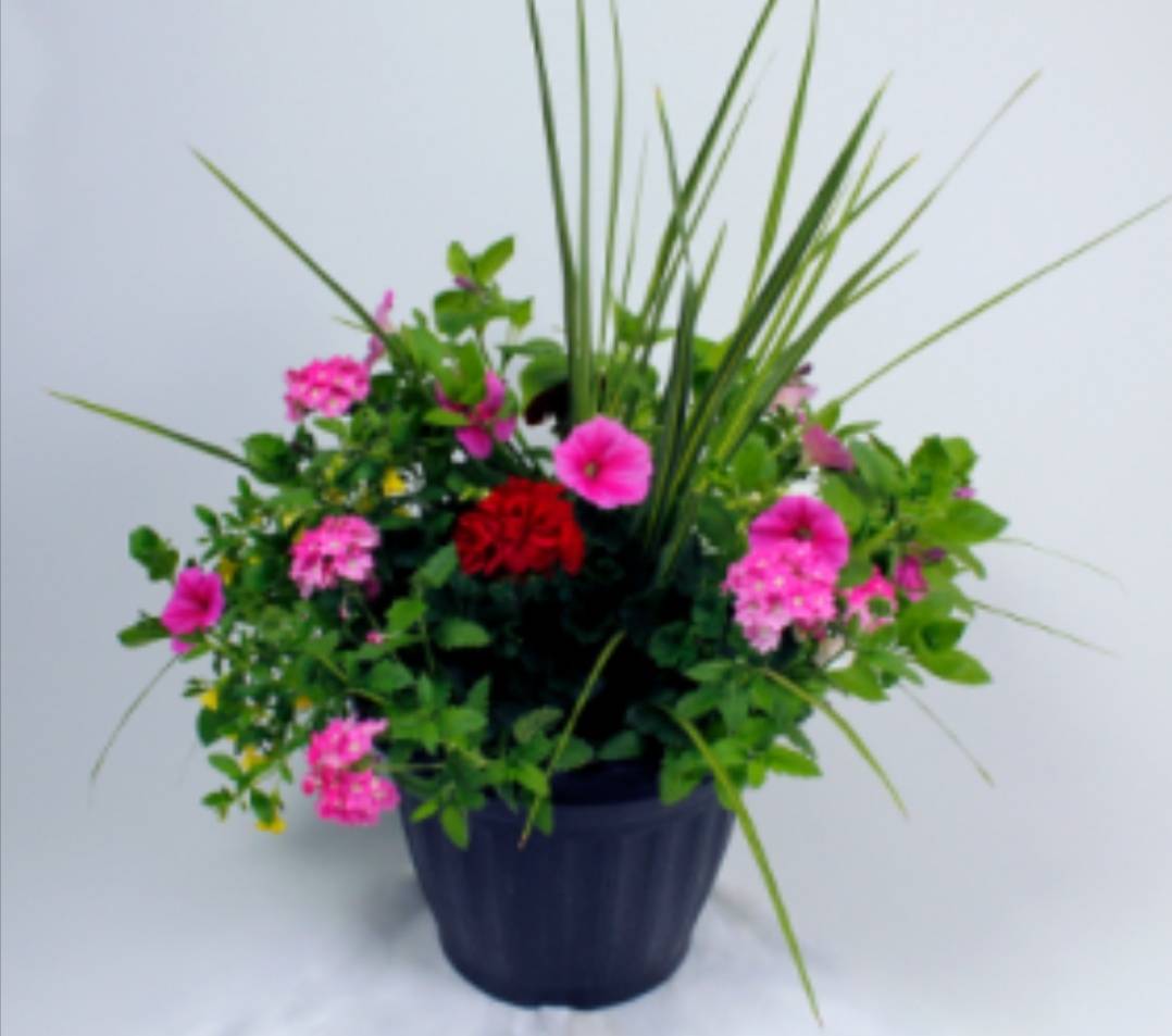 Live patio pots available for delivery for your mother! Order now and treat the special woman in your life

cameronsflowershop.com/product/5ea9d1…

#mothersday #thursdaythoughts