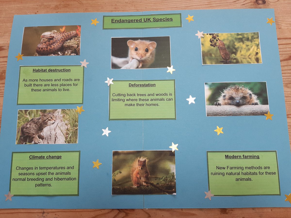 kate_1977's tweet photo. Endangered species of the uk @TickfordPark #tpyear4 #tppsyear4 https://t.co/B4u6HA6fXe