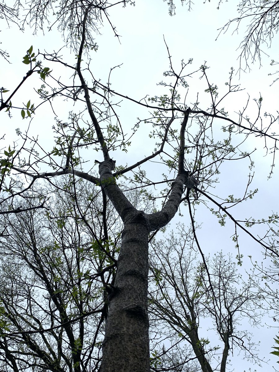 drbillyjbeck's tweet photo. Amur cork tree - nonative #invasivespecies. #Allelopathic (it’s biochemicals harm native #trees). Easily confused w/ green ash, walnut. To ID, see corky bark, leaf scar nearly encircles bud, + bright yellow inner bark (not shown). #forestry #foresthealth https://t.co/gPgLph593B