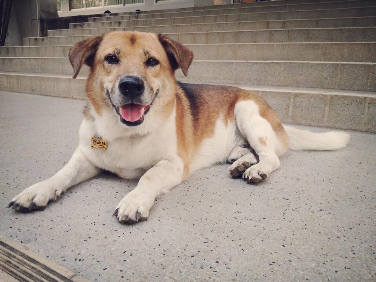 ขอแจ้งว่าพี่เตี้ยเดินทางไปดาวหมาแล้ว 
ได้รับการยืนยันจากไมโครชิปที่ติดตัว
ขอบคุณทีมตามหาทุกคนมาก ๆ นะคะ
*งดโทรหา หรือสอบถามทางข้อความ ทางแอดมินขอเวลาจัดการให้เรียบร้อย แล้วจะแจ้งรายละเอียดให้ทุกคนทราบ 
#เตี้ยมช #ทีมมช