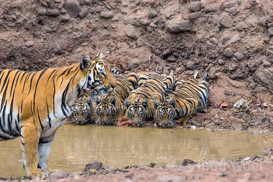 Mahaforest Where The Mind Is Without Fear The Head Is Held High The Mother Protects Like Every Year This Day On A Full Moon We Conduct The Waterhole