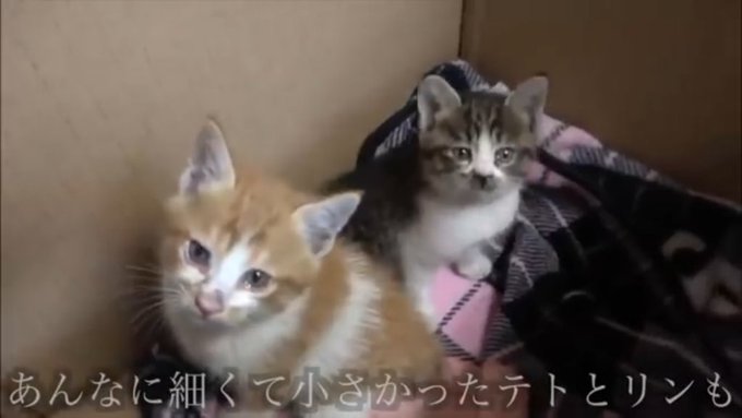 桐崎の親父(KIRI..PAPA)✨😎さん の人気ツイート - 1 - whotwi