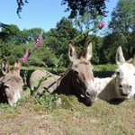 Photo by Pembs Farm B + B (@Pembsbandb)