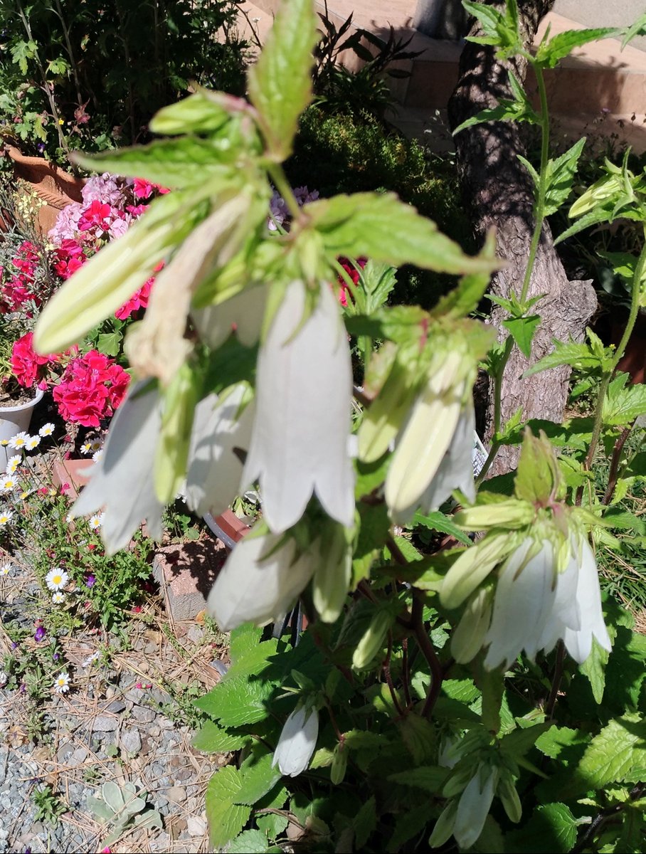 こころんグリーン A Twitter 知人宅の庭に ホタルブクロの細長い花が咲いていました 白い細長い袋のような花が たくさん並んで開いています とても面白い姿です ホタルブクロ 細長い花 白い花 袋のような花 春 春の花 園芸品種 園芸 ガーデニング