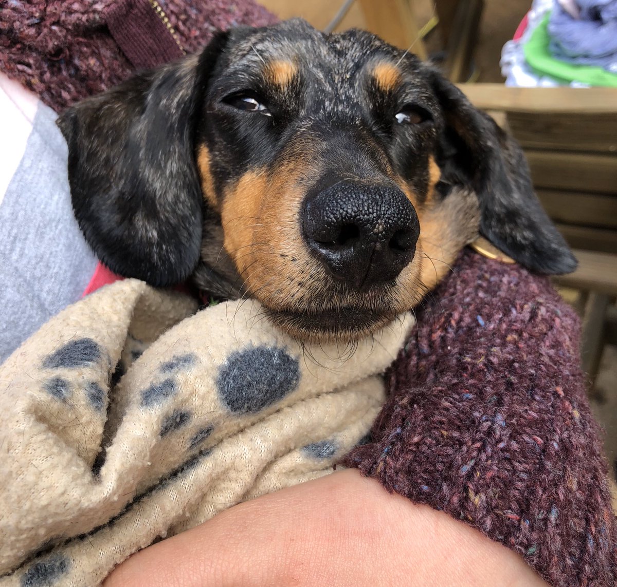 The Bog Dog has been recaptured after an hour exploring the woods, undergrowth and bog!