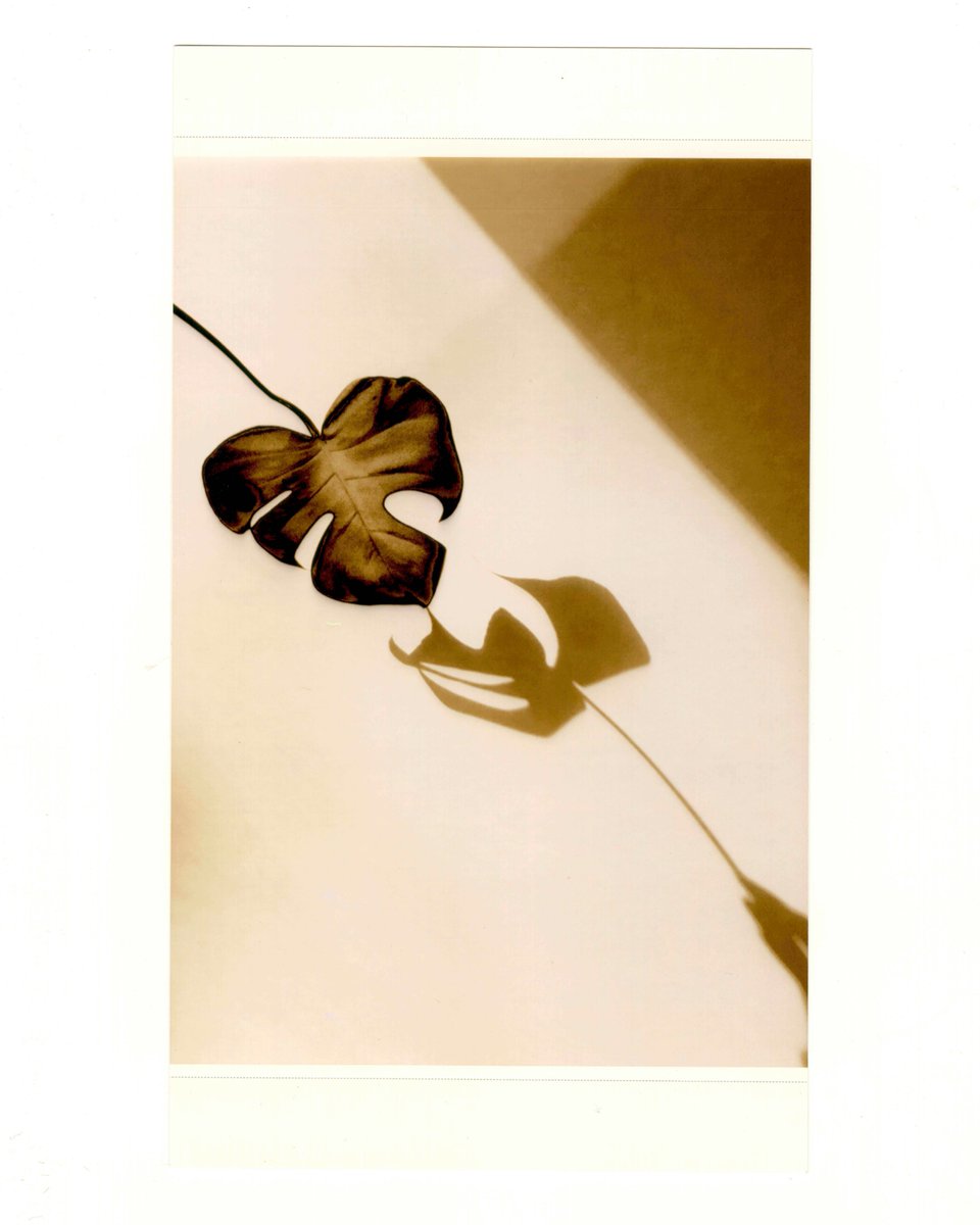 McQueen's tweet photo. McQueen Creators: This week we invite you to share photography taking inspiration from nature

Share your photo with us using #McQueenCreators &amp; #McQueenNature to be featured on our channel.

Photographed by #LeaColombo during the lockdown. See more: https://t.co/40EH7UGcvo https://t.co/lRQ6kOPvDH