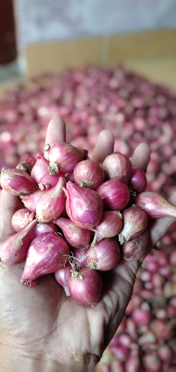 Kusnadi__07's tweet photo. @killthedj Nitip nggih mas Juki,bawang merah ,bawang putih,area Bantul,jogja siap antar.
No WA 081804195118 
Suwun mas Juki https://t.co/aWGKBWzCs0