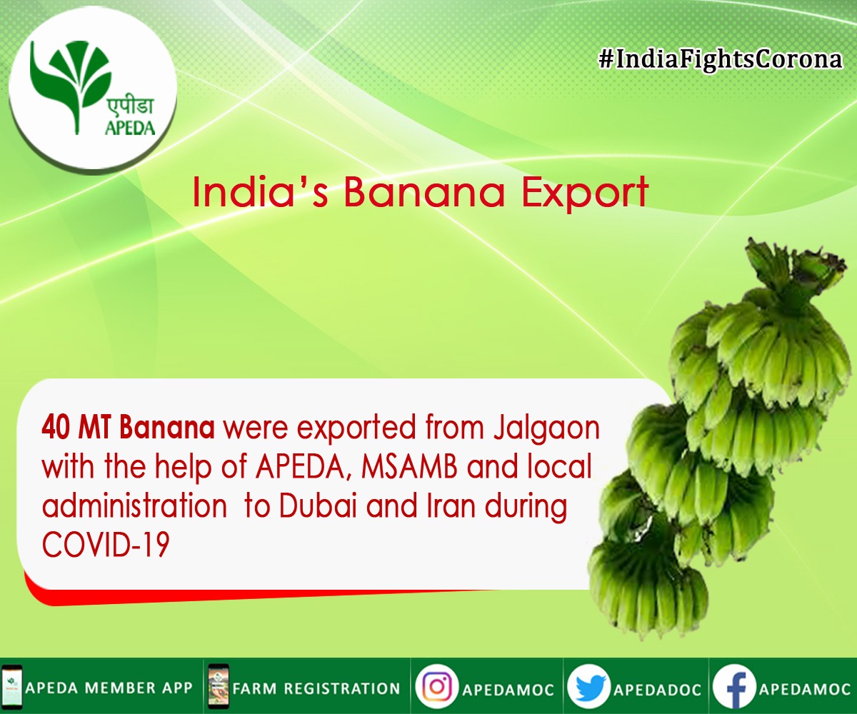 APEDADOC's tweet photo. 40 MT #Banana were exported from #Jalgaon with the help of #APEDA, #MSAMB and local administration to #Dubai & #Iran during #Covid_19
#IndianBanana #IndianFruit #Fruits #Exports #AgriExports #Agriculture #Farmers #IndiaFightsCoronavirus https://t.co/Ew8DJKZwsD