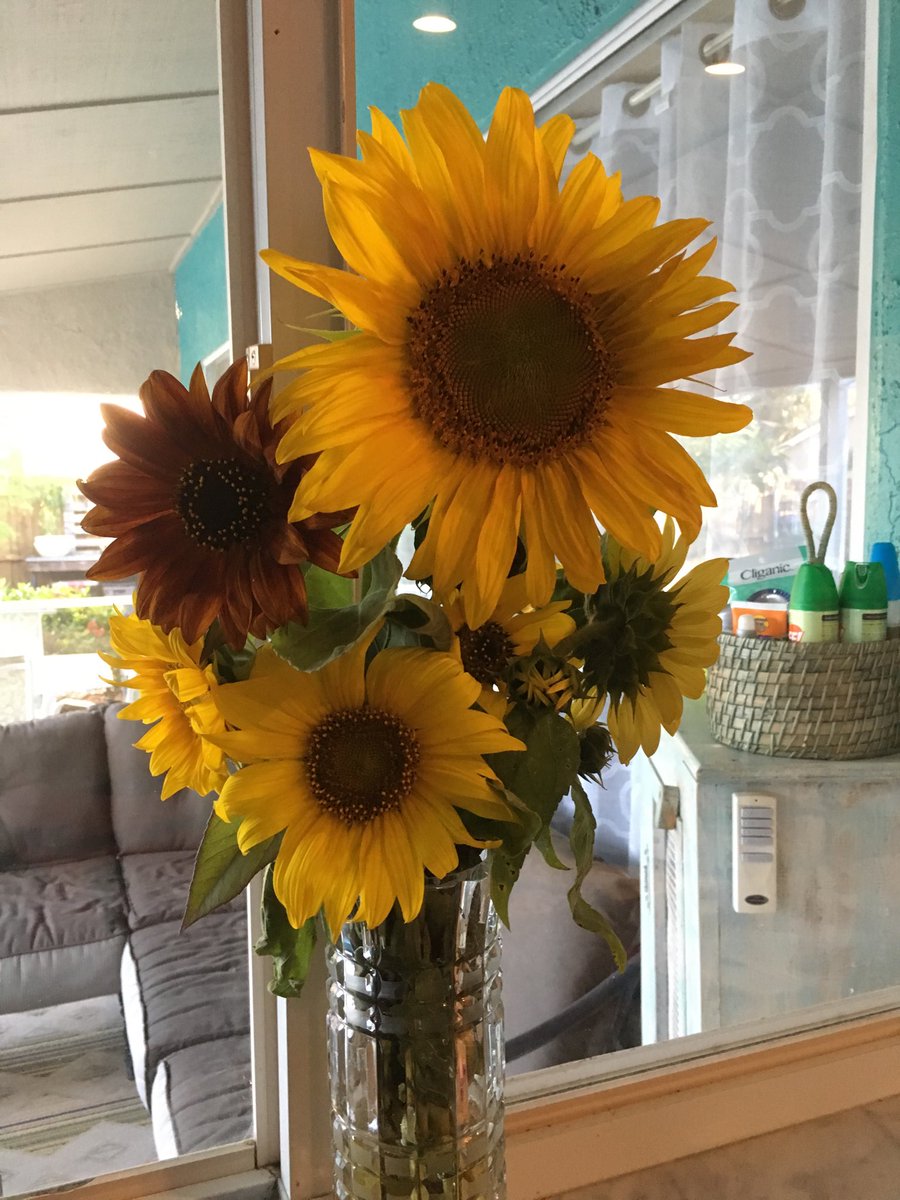 TheMiniPearlRV's tweet photo. Everyone is sunny happy Thursday! #FindYourJoy #Sunflowers #FloridaLife https://t.co/0HVHHajQxr