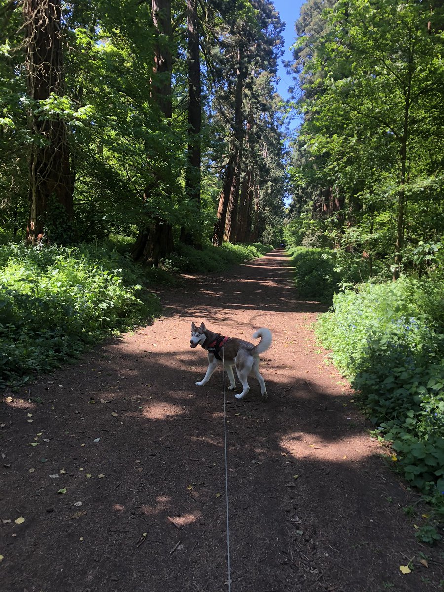What a lovely walk. On my walk today I heard lots of different sounds. I could hear the birds singing, dogs barking, the swaying trees and the sounds of crickets. 
What sounds did you hear on your walk today? <a href="/MrsUnderwood8/">Abbie Underwood</a> @KbaPrimary