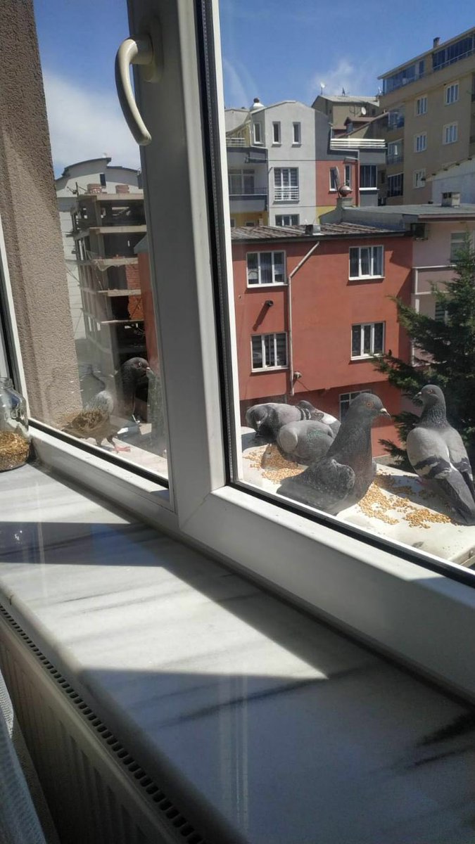 Eagle Tech MUY takımı olarak karantina günlerinde evde kalarak yarışma için hazırlanmaya devam ederken hayvan dostlarımızı da unutmadık. Bu süreçte evlerimizden kuşları besledik :) 

#i̇tüapisargemodeluyduyarışması #ituapisarge #robotik #itü #kaihl #eagletech