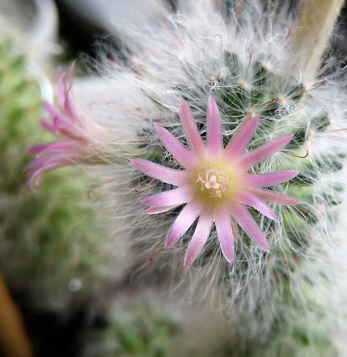 Cactus bloom