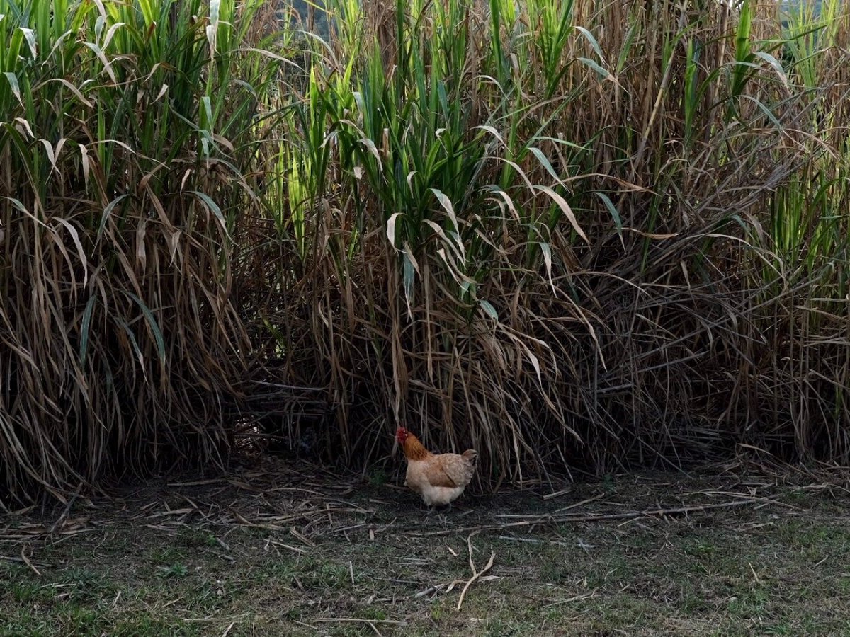 danny_bench's tweet photo. 'wild' life at home https://t.co/rp5G44uMJY