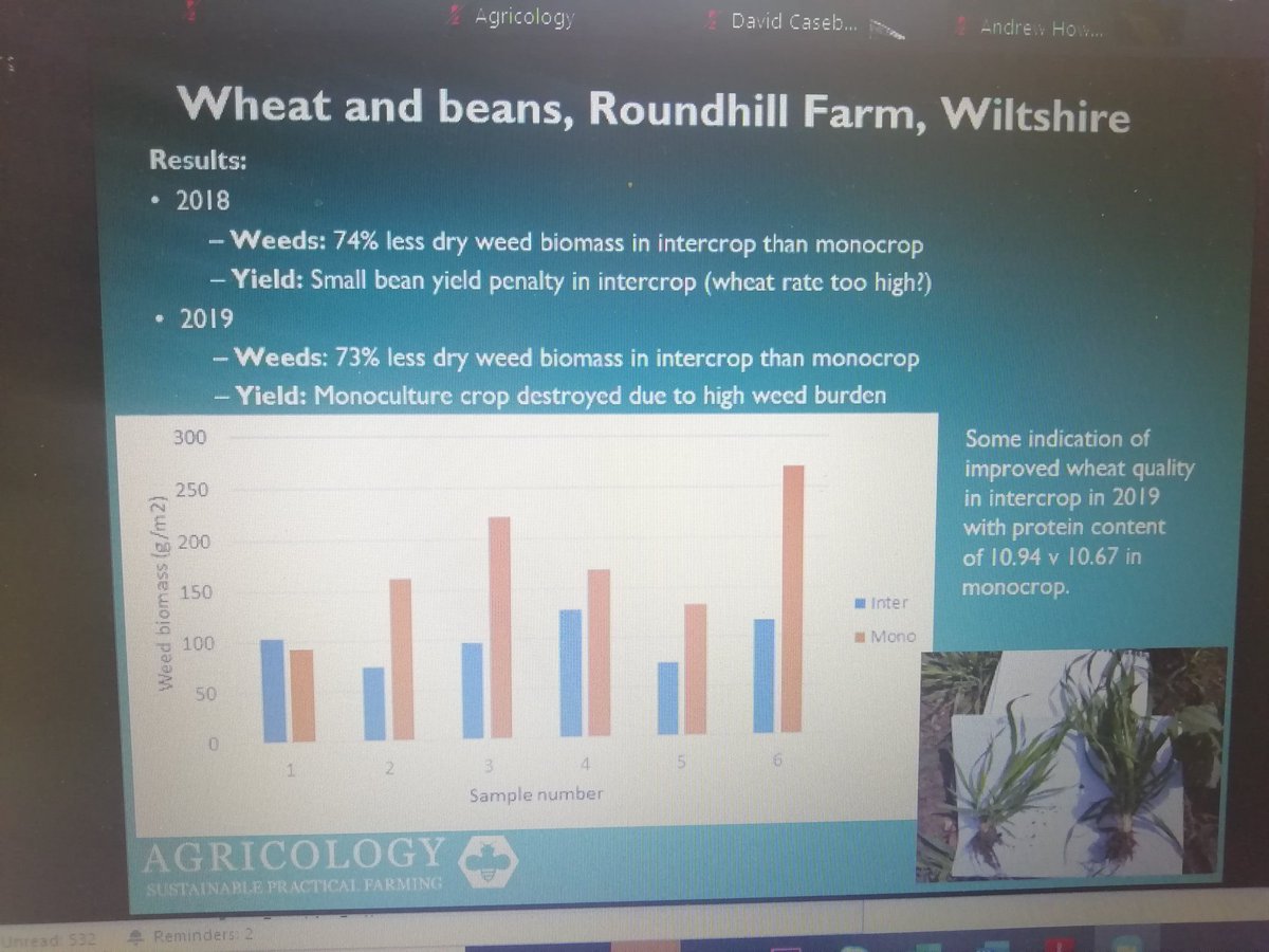 IFarmers's tweet photo. Roundhill farm's Monoculture beans control plot ended up being destroyed as the weed burden was too high. #intercropped beans and wheat had a 73% reduction in weeds. They've now given up monocropping completely as it's not worth it! #fieldlab https://t.co/M782m5iAFw