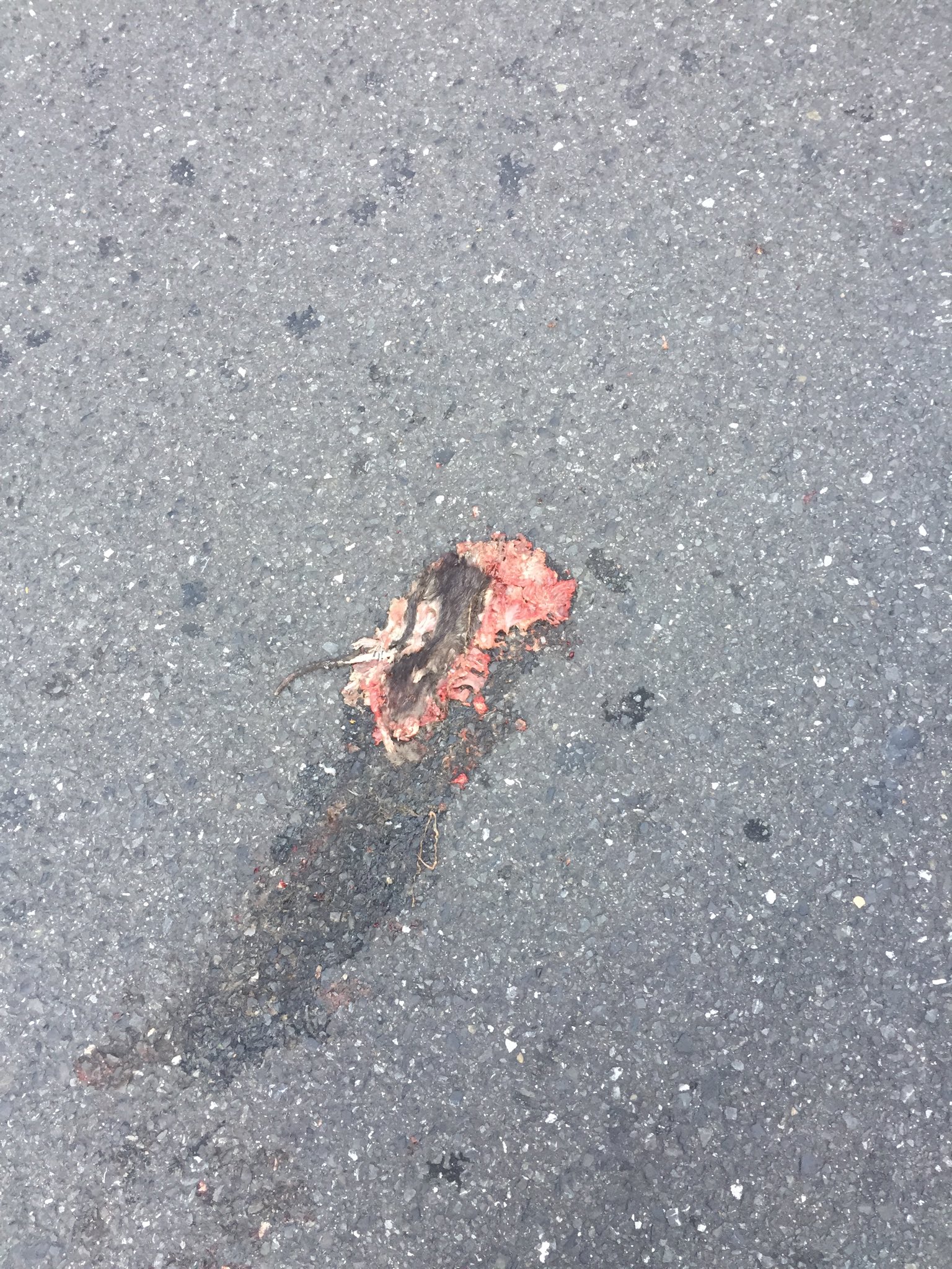 おそでそ かつてインスタであげた画像で最も評判が悪かったネズミの轢死体 もう二年近くログインしてないのでパス忘れてしまった おそでそ かつてインスタであげた画像で最も評判が悪かったネズミの轢死体 もう二年近くログインしてないのでパス忘れてしまった
