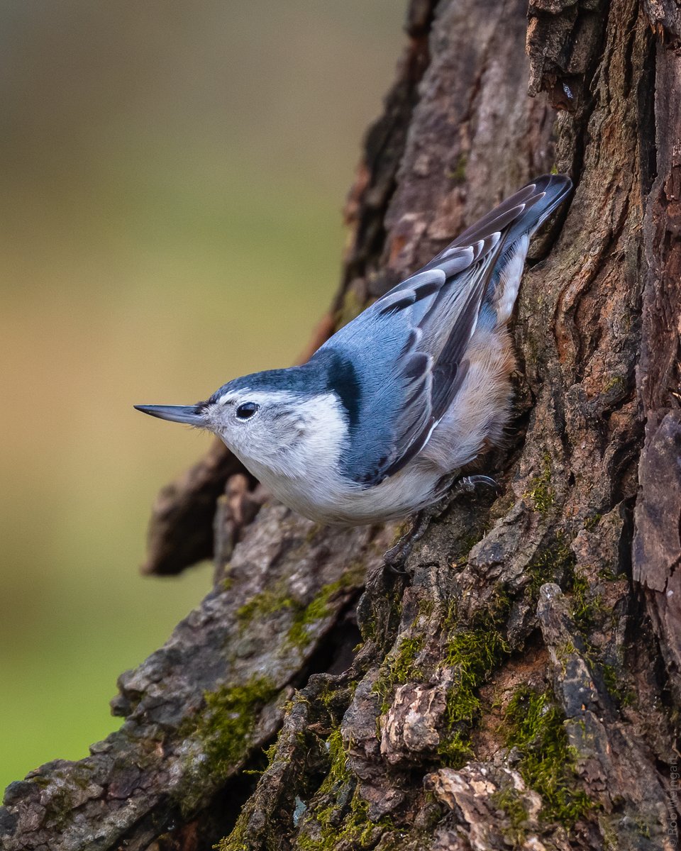 White-Breasted Nuthatch - #TBT Autumn 2018

#whitebreastednuthatch #nuthatch #classicpose
#wildlife #wildlifephotography #birding #birdtonic