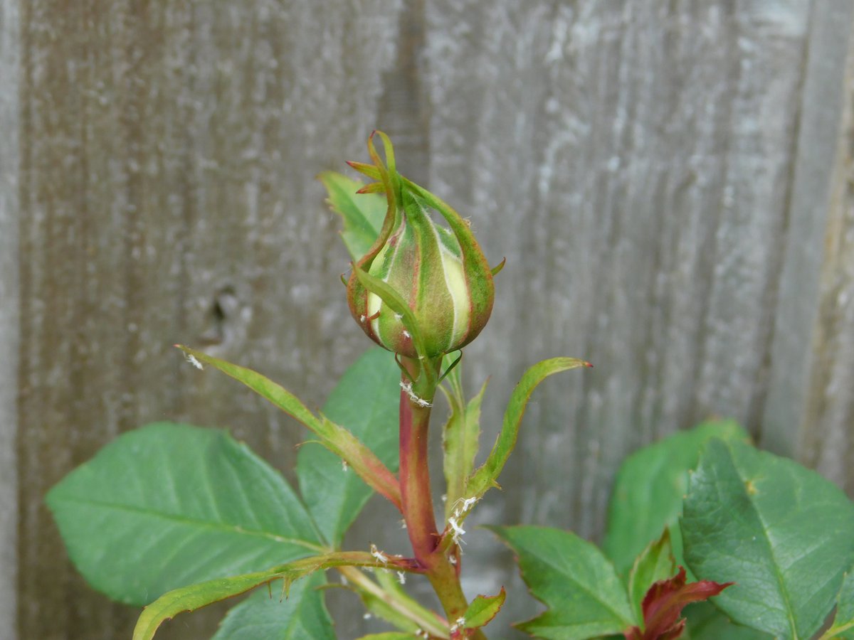 WardAston's tweet photo. Some pictures of the amazing work patients have been doing in the ward garden in the weekly gardening group, Aston is starting to bloom! #gardening #relaxation #meaningfulactivity #copingstratergy #mentalhealth https://t.co/66bnMy3d8T