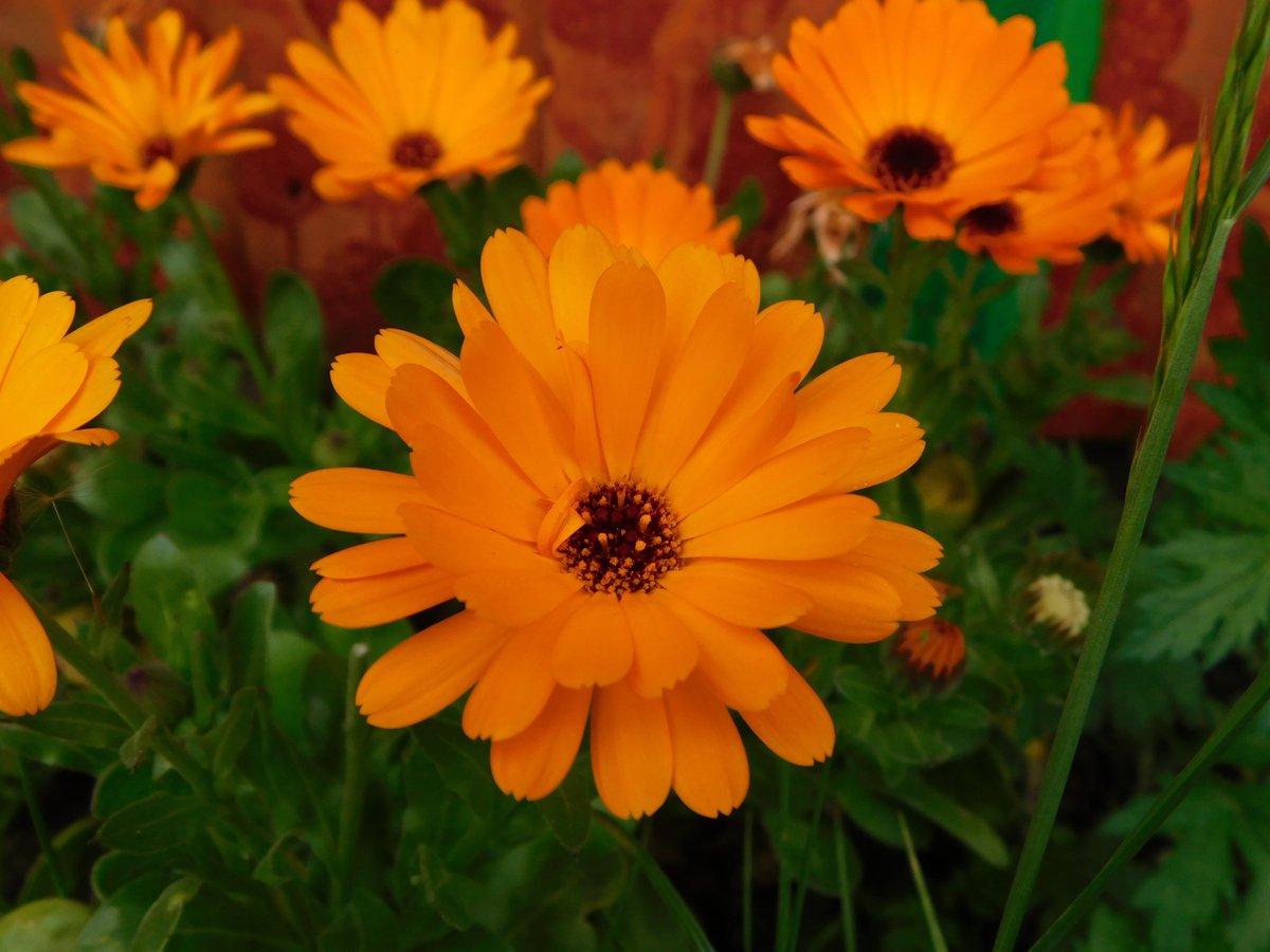 WardAston's tweet photo. Some pictures of the amazing work patients have been doing in the ward garden in the weekly gardening group, Aston is starting to bloom! #gardening #relaxation #meaningfulactivity #copingstratergy #mentalhealth https://t.co/66bnMy3d8T
