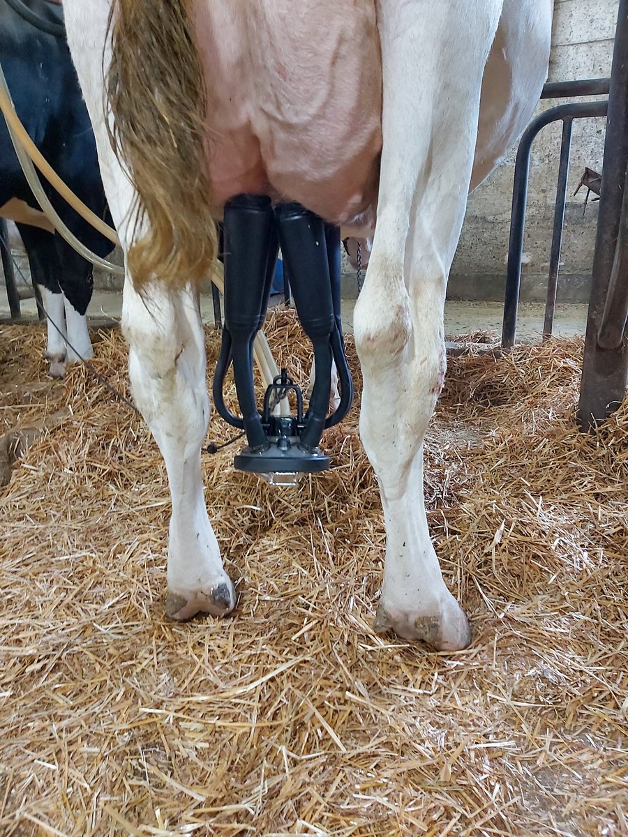 BrubakerDan's tweet photo. Another 6 Evanza claws being milked at a tiestall this morning @NorwellDairy @DeLavalCanada #dairydonewell https://t.co/UP9PnFPX6e