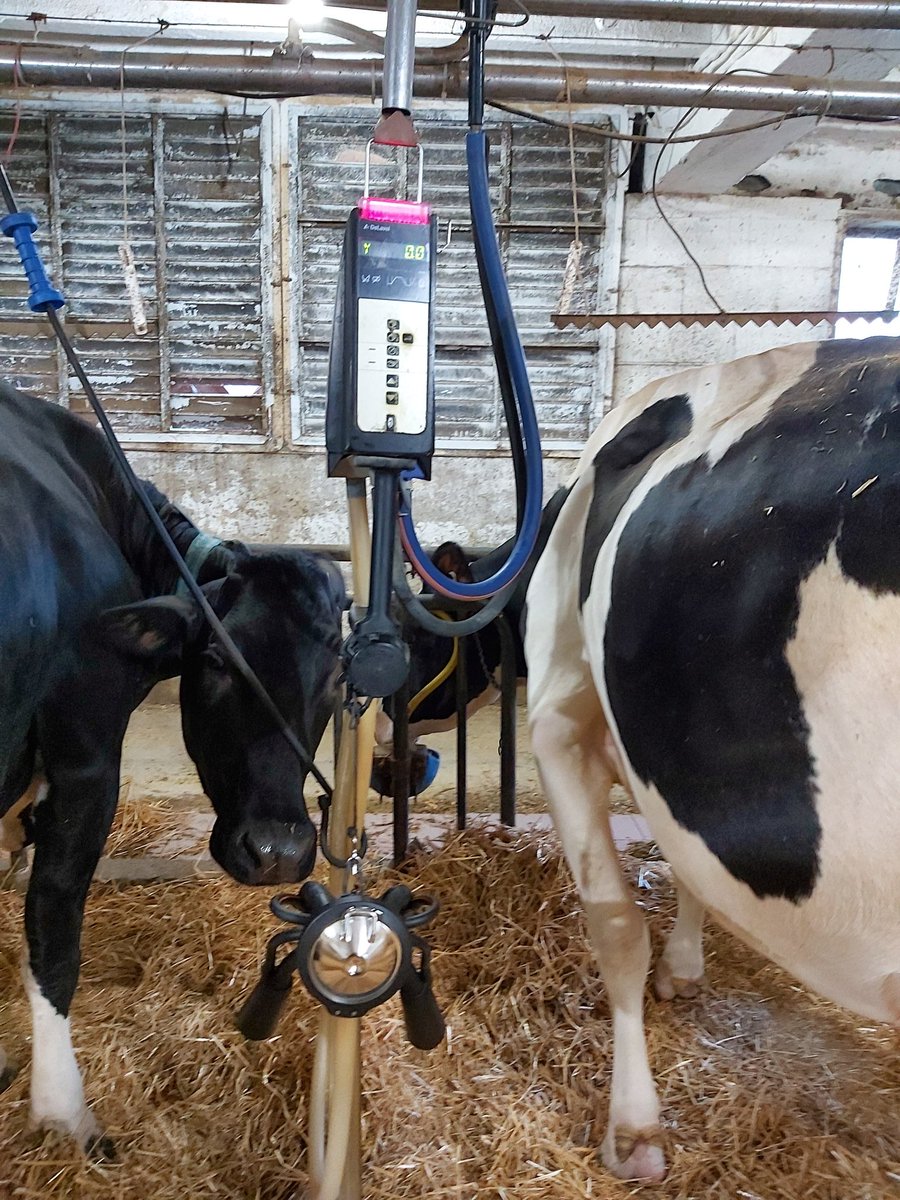 BrubakerDan's tweet photo. Another 6 Evanza claws being milked at a tiestall this morning @NorwellDairy @DeLavalCanada #dairydonewell https://t.co/UP9PnFPX6e