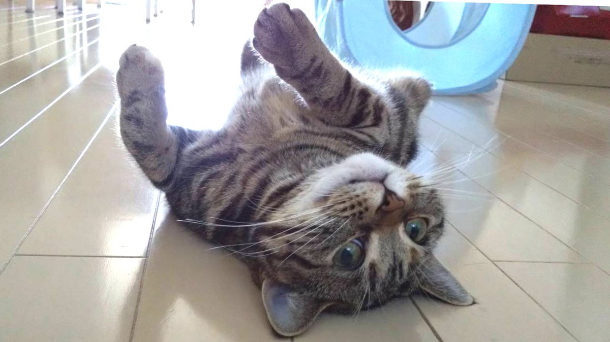 Fuku_P's tweet photo. 連休気分が抜けないエマにゃん🥰
#スコティッシュフォールド
#猫好きさんと繫がりたい https://t.co/U10bUjl1l1