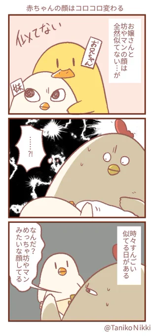 日によってママに似たりパパに似たり…
いつも以上に可愛い日もあれば実力出し切れてない日もあったり…

#鶏さんの絵日記 