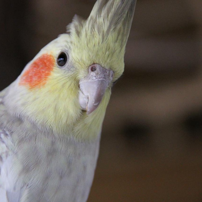 Lewdmega's tweet image. #NouvellePhotoDeProfil