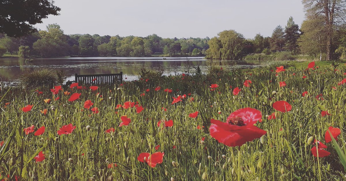 HeverCastleGolf's tweet photo. Poppies have appeared by the lake, just in time for VE Day tomorrow ❤️ #VEDay #VEDayAtHome #VEDay75 #VEDay2020 #VE75 https://t.co/7LvgSMD2bt