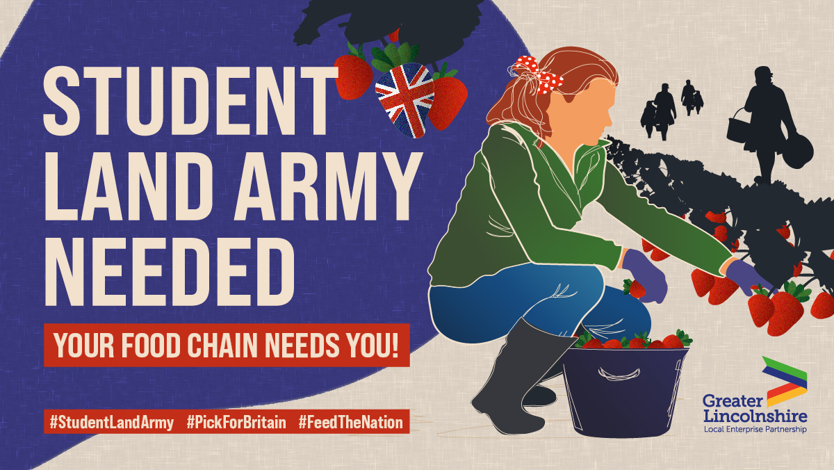 The UK is rapidly approaching the peak harvest season and 80,000 seasonal workers are needed to help bring in the harvest. 
A LEP call is therefore going out for a Student Land Army. Targeted at 6th formers, FE colleges, and Universities and HE facilities across Lincolnshire.