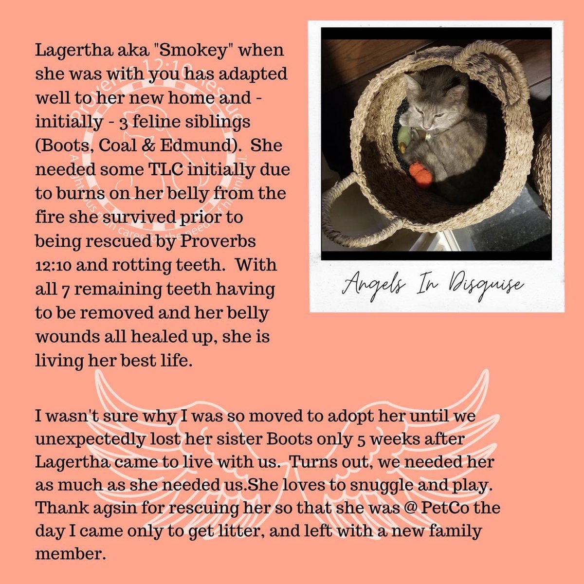TNProverbs1210's tweet photo. Stories like Lagertha’s are your #DonationsAtWork
We’re still working on raising funds with #TheBigPayBack through the link below until 6pm today!
Help us win additional prizes by donating between 11am-2pm today!
#AngelsInDisguise
https://t.co/1RrRTm0Gu0 https://t.co/8BMSPZ5ncn