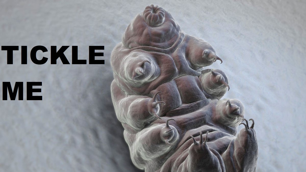 LavaLumps's tweet photo. Thursday! Time to Tickle a #Tardigrade #TardigradeThursday #ThursdayMotivation  🌋 https://t.co/fKD1Y1yqR5